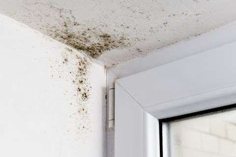 Mould on Garage Ceiling | Danmarque Garages