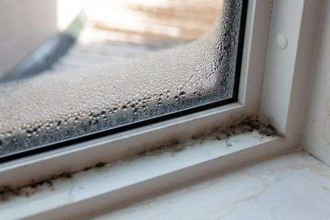 Mould on Garage Window